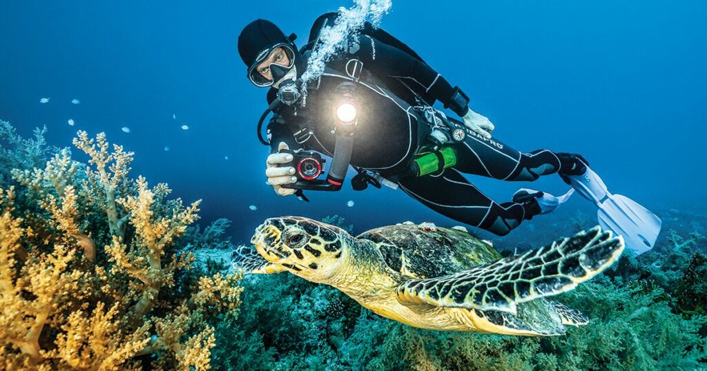 diver-photographs-sea-turtle-courtesy-sealife | LED Torch Shop